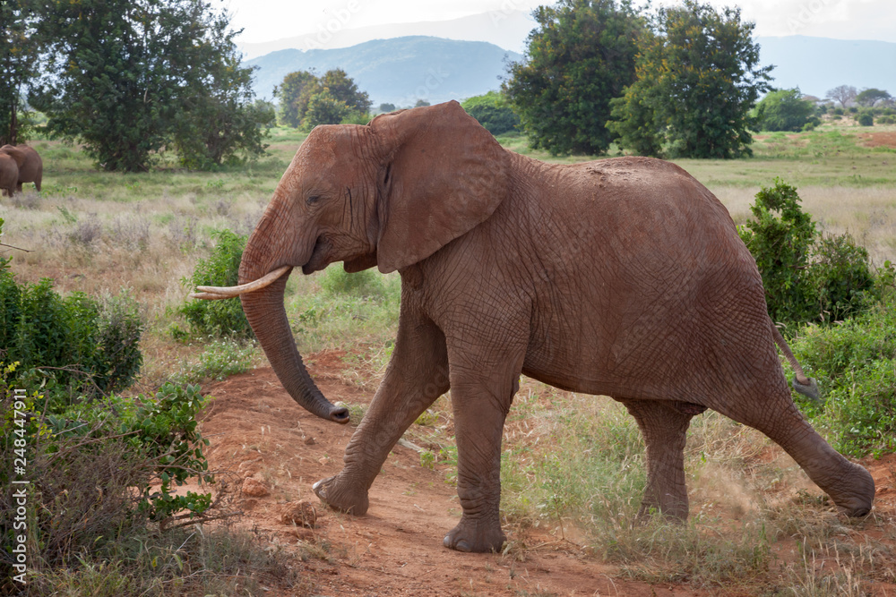 A big elephant is walking in the savannah