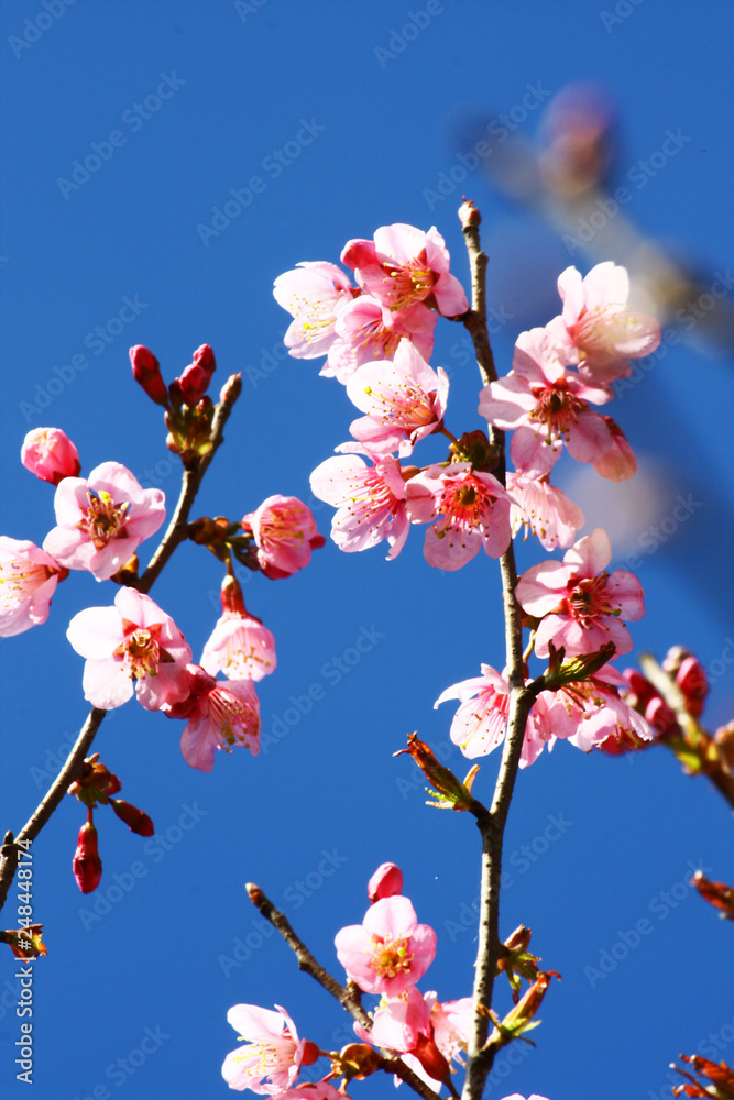 Beautiful pink cherry blossoms or Wild Himalayan cherry (Prunus cerasoides) flowers in blue sky. Beautiful pink cherry blossoms or Wild Himalayan cherry (Prunus cerasoides) flowers in blue sky.