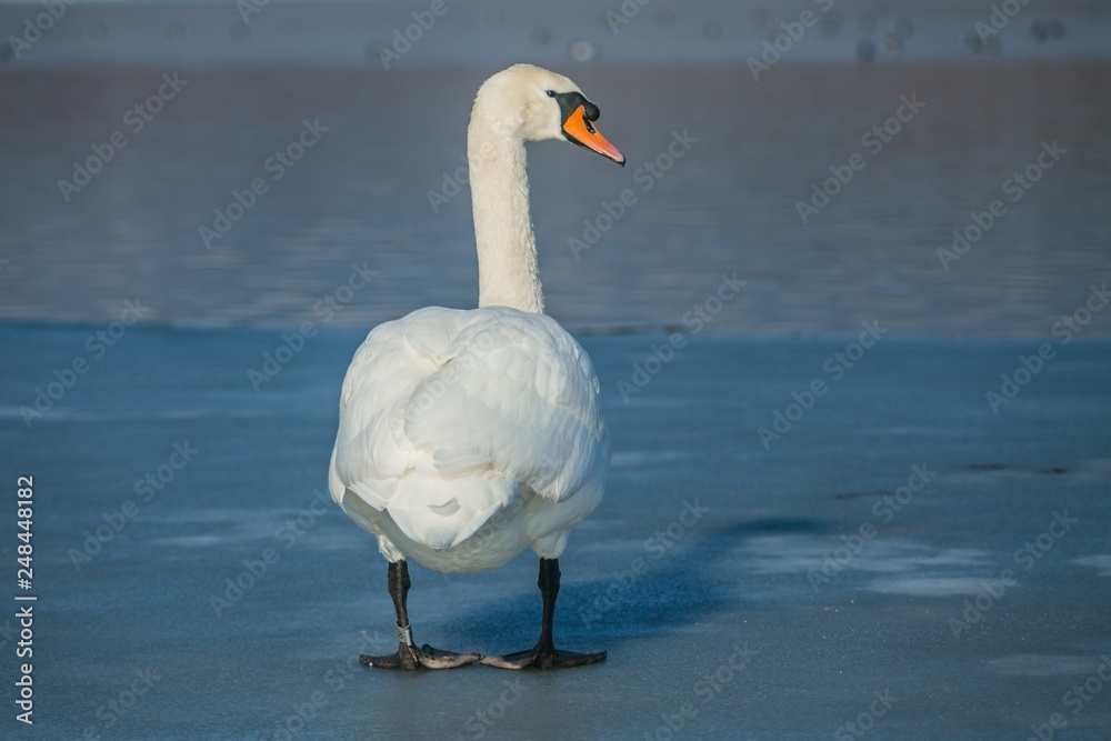 Obraz premium White mute swan with orange beak and bird ring on left leg standing on frozen lake, reflection of blue sky on ice, sunny winter day, blurry background 