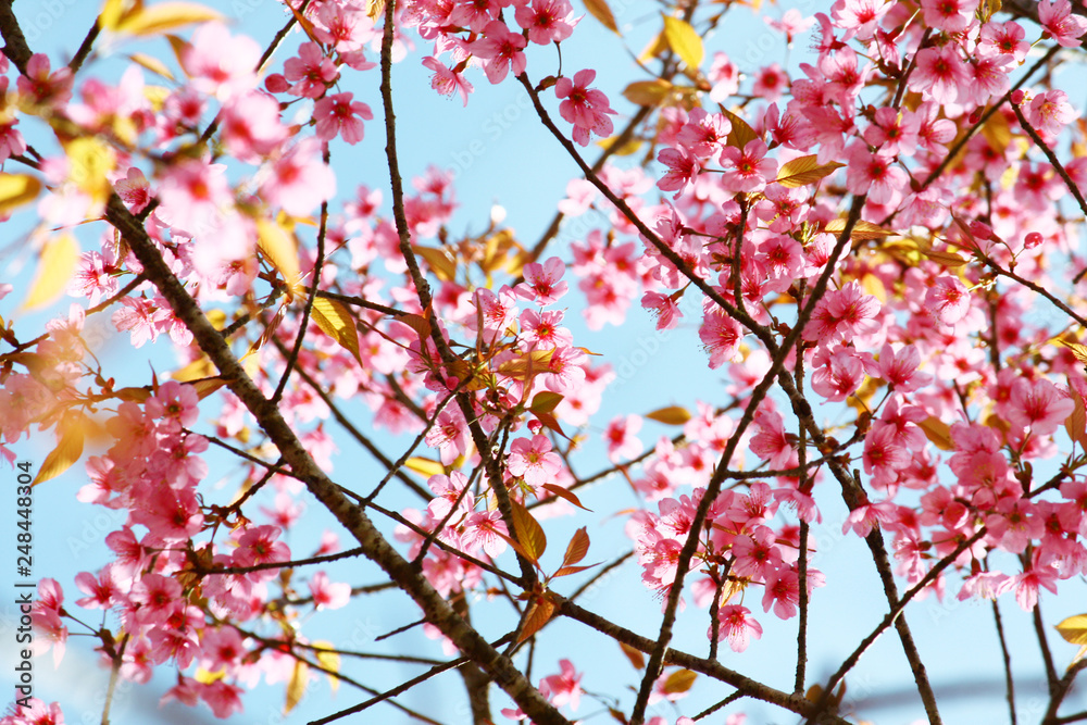 Beautiful pink cherry blossoms or Wild Himalayan cherry (Prunus cerasoides) flowers in blue sky. Beautiful pink cherry blossoms or Wild Himalayan cherry (Prunus cerasoides) flowers in blue sky.
