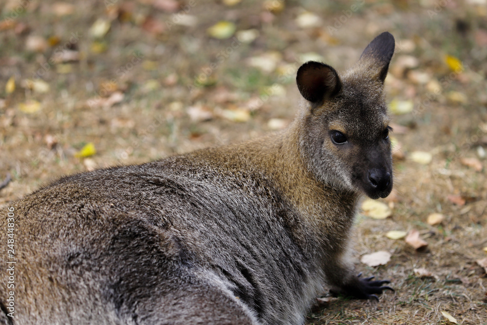 Portrait of australian kangaroo (marsupial)