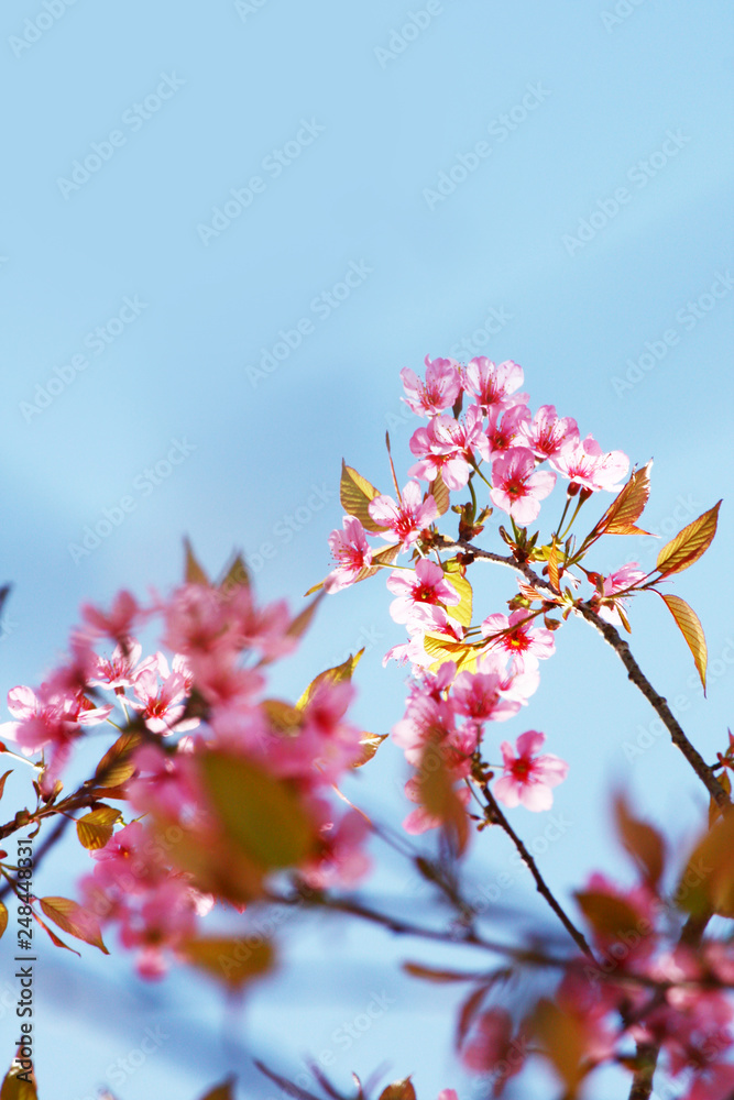Beautiful pink cherry blossoms or Wild Himalayan cherry (Prunus cerasoides) flowers in blue sky. Beautiful pink cherry blossoms or Wild Himalayan cherry (Prunus cerasoides) flowers in blue sky.