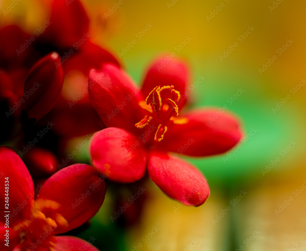 Abstract colored background close up. Macro. Abstract colored background close up. Macro.
