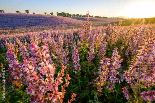 Champ de sauge sclarée, lever de soleil. Alpes de Haute Provence, France. 