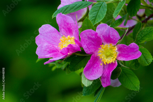 Hips flowers close-up
