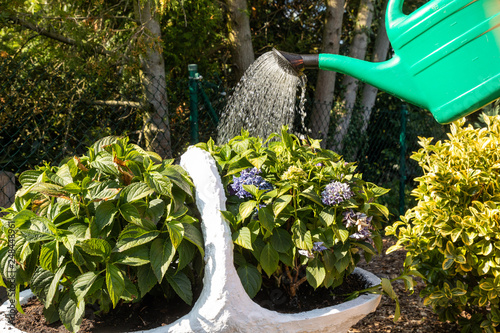 watering hydrangea in garden