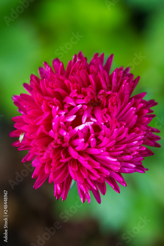 Astra pink closeup