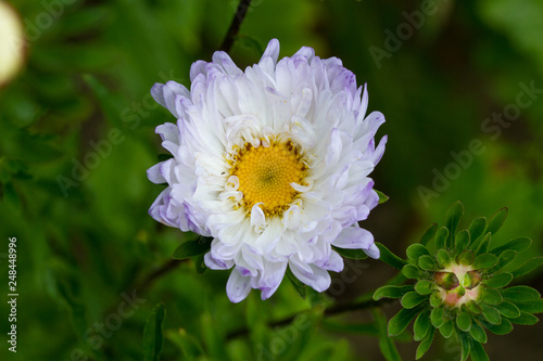 White-violet astra closeup