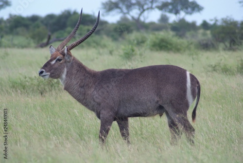 Waterbuck  Kruger Park  South Africa