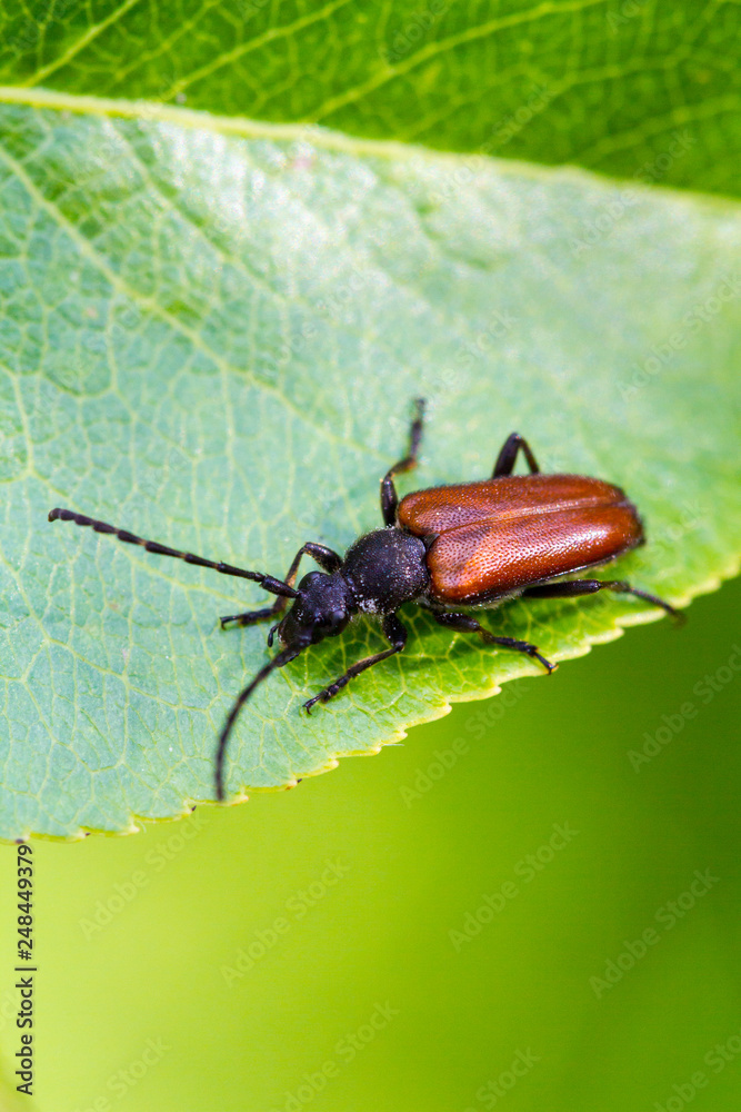 Naklejka premium Beetle barbel