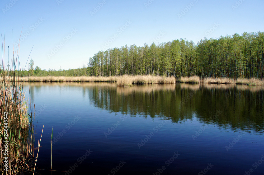 A quiet forest lake. 