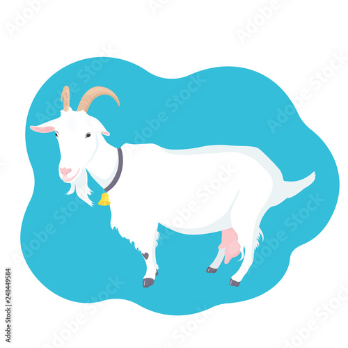 Goat with horns, udder and bell on the neck. Farm dairy animal