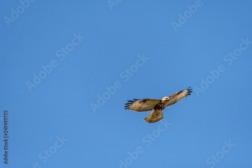 Eastern Buzzard [Buteo japonicus] in flight, spotted in a forest region of Pohang, SE port city of South Korea