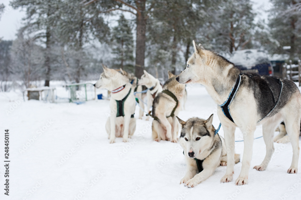 Group of sled dogs waiting to run. Focus on foreground.