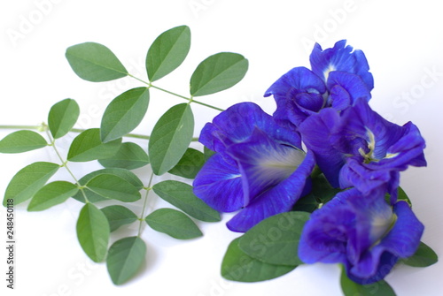 blue flower isolated on white background
