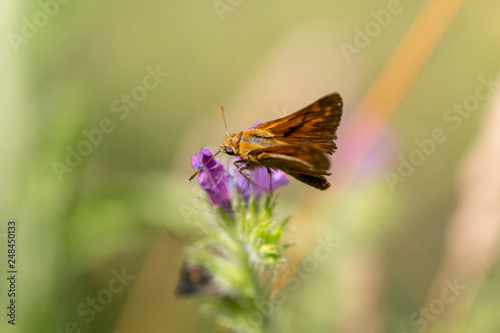 butterfly nature flower macro drop