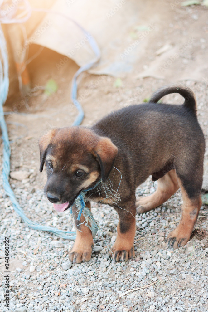Young homeless puppy brown dog happy on gravel floor near the street in Thailand