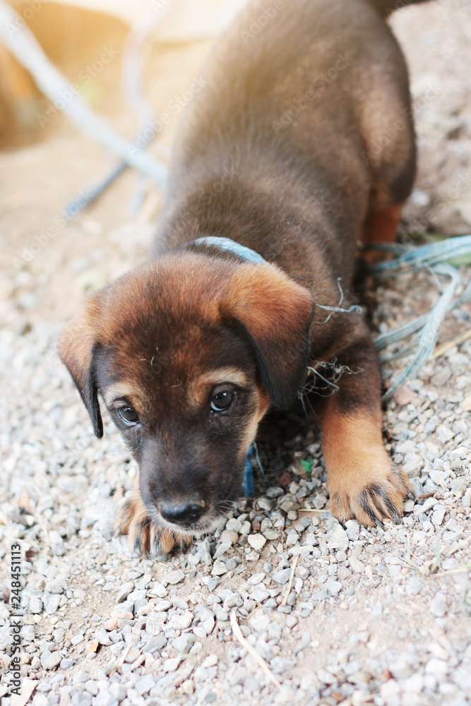 Young homeless puppy brown dog happy on gravel floor near the street in Thailand