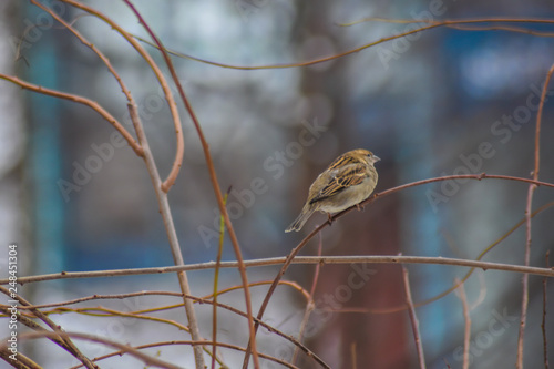 Winter sparrows photo