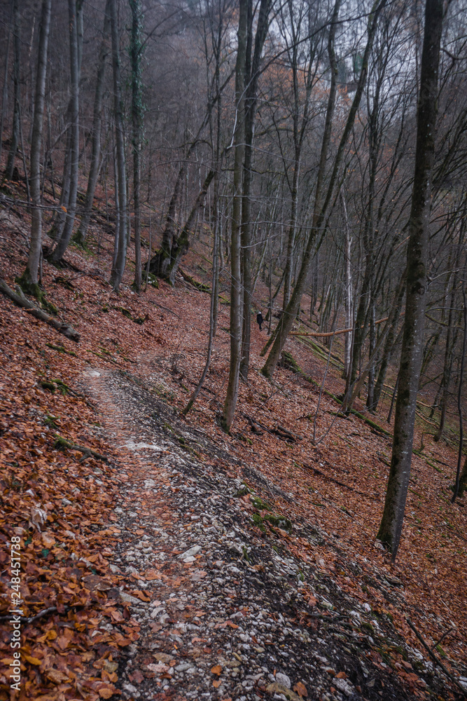 Fototapeta premium Autumn forest path and leaf beech orange