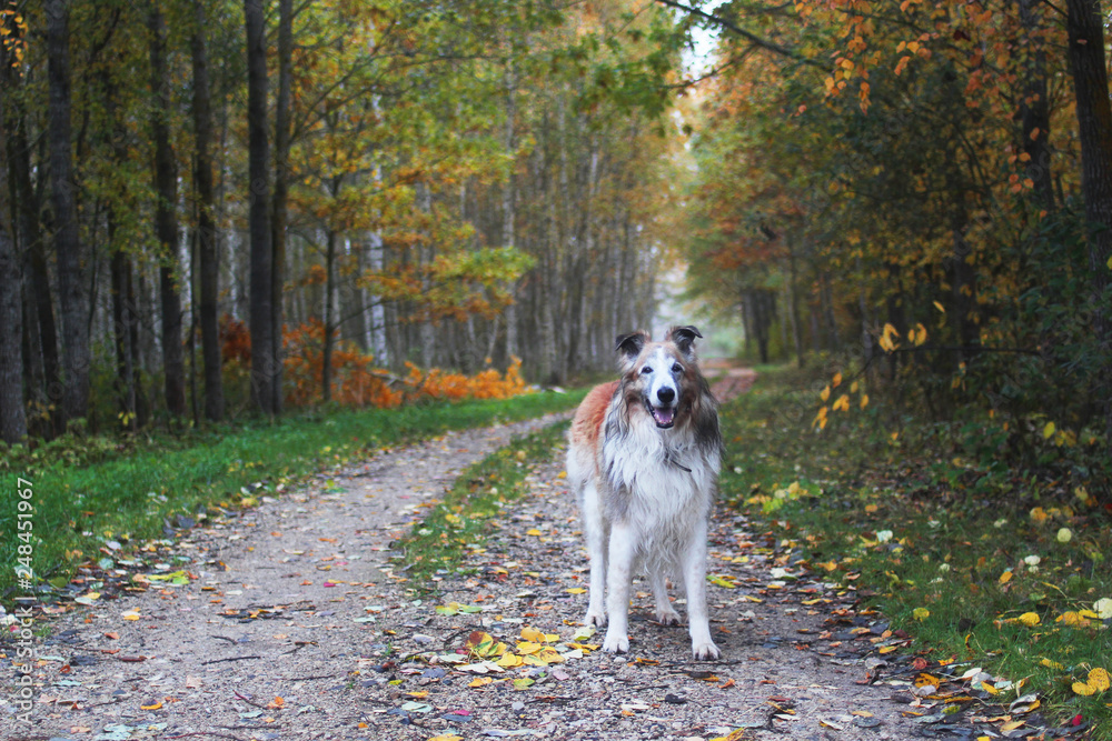 furry mixed breed dog on an autumn path furry mixed breed dog on an autumn path