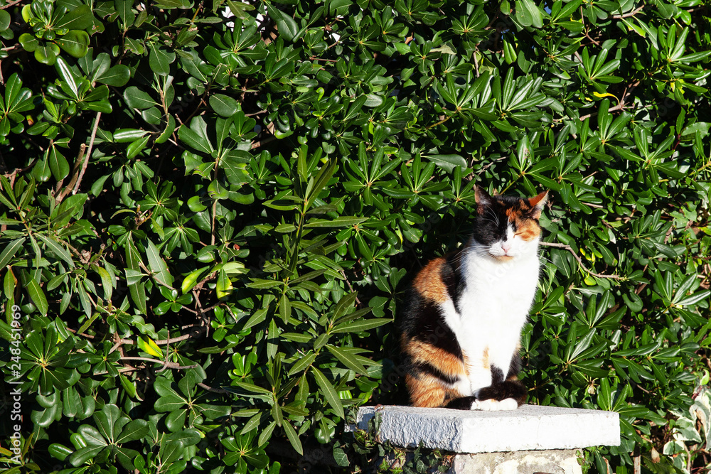 tricolor cat, red, black white, sitting on a column on the background of green bushes tricolor cat, red, black white, sitting on a column on the background of green bushes