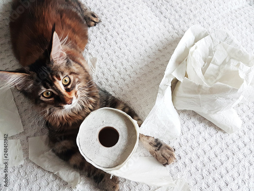 funny kitten playing with toilet paper tissues and chewing and destroying pieces of paper. with copy space