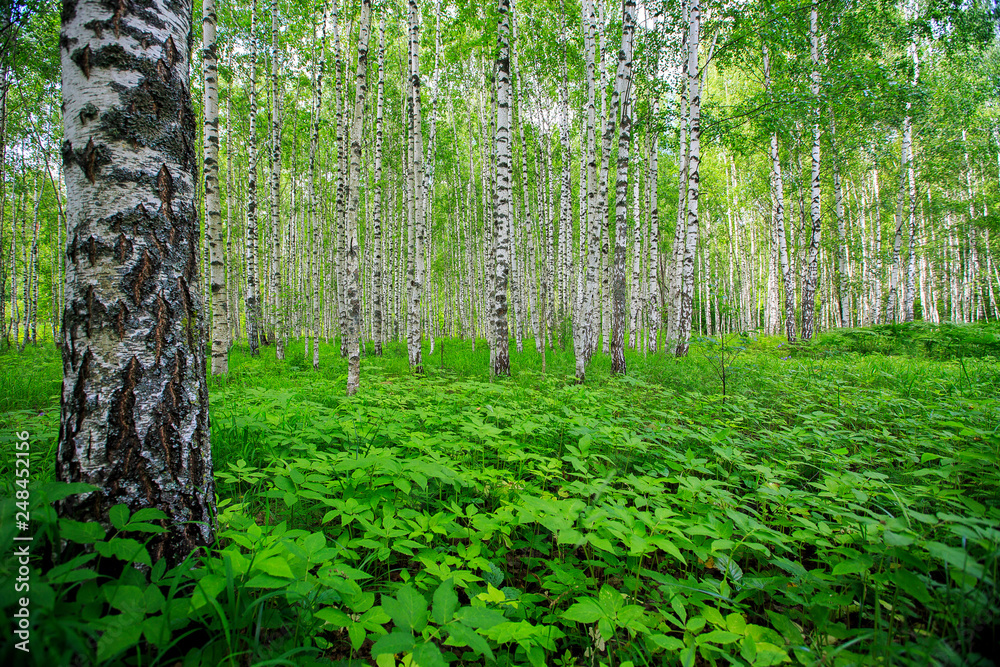Birch Grove on a sunny summer day Birch Grove on a sunny summer day