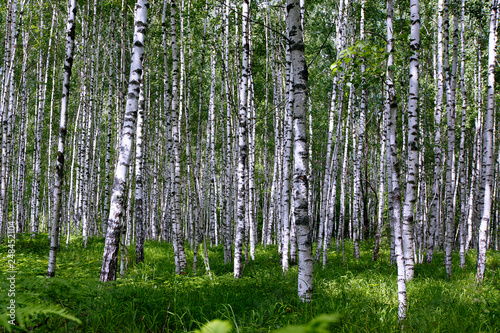 Birch Grove on a sunny summer day