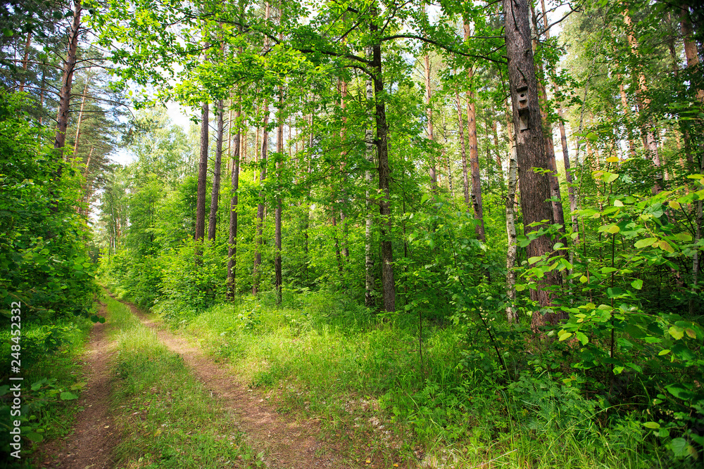 dirt road in the forest dirt road in the forest