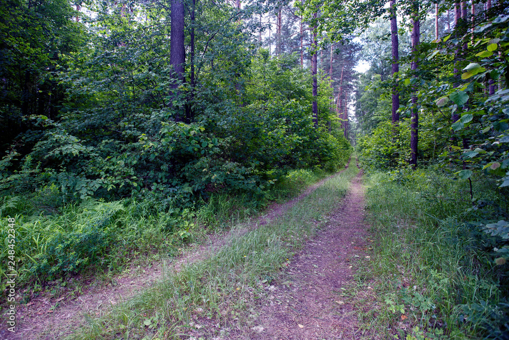Obraz premium dirt road in the forest