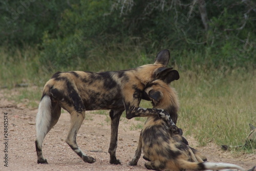 Wild dog in South Africa