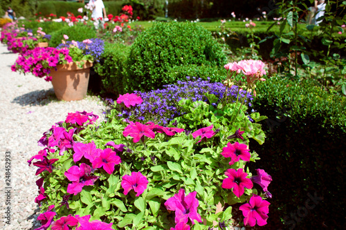 Wallpaper Mural Purple petunia in a stone pot in a botanical garden Torontodigital.ca