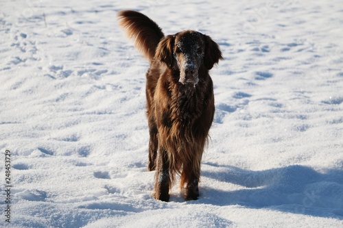 Fototapeta Naklejka Na Ścianę i Meble -  funny brown flat coated retriever is standing in the snow with snow in the face