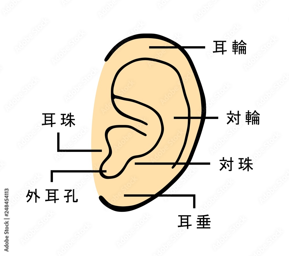耳の名称 Stock Illustration | Adobe Stock