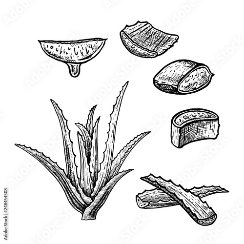 Hand drawn set of aloe vera. Vintage vector sketch