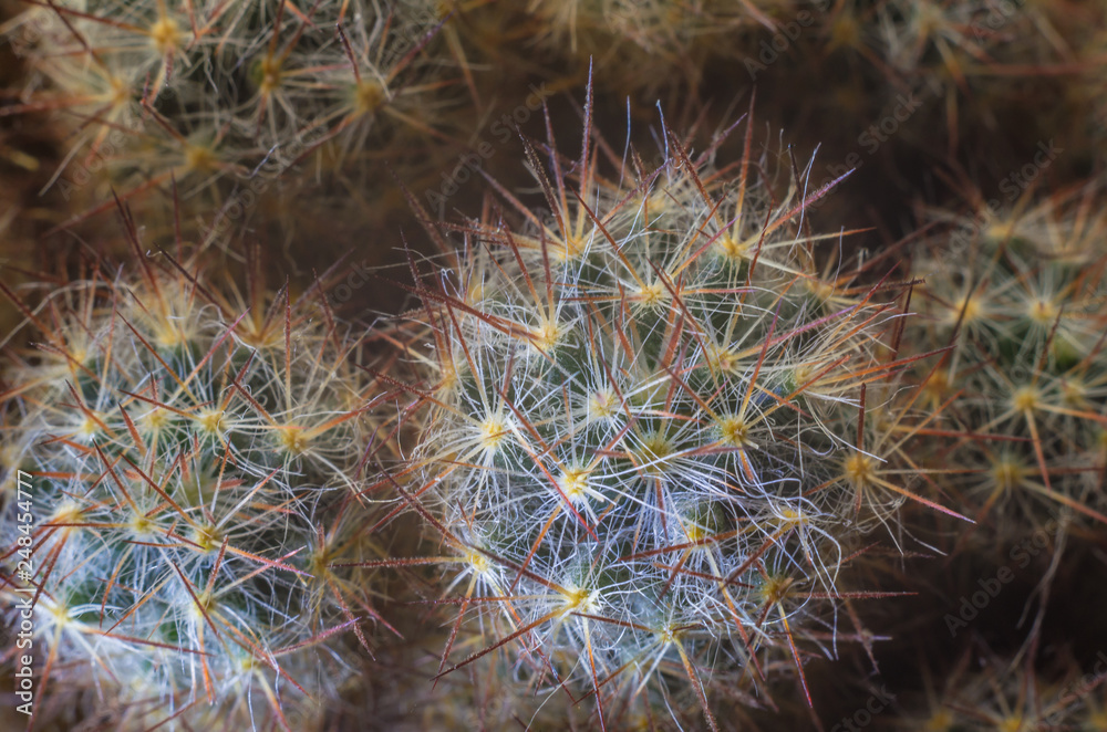 Obraz premium Cactus in blurred foggy background. Background image.