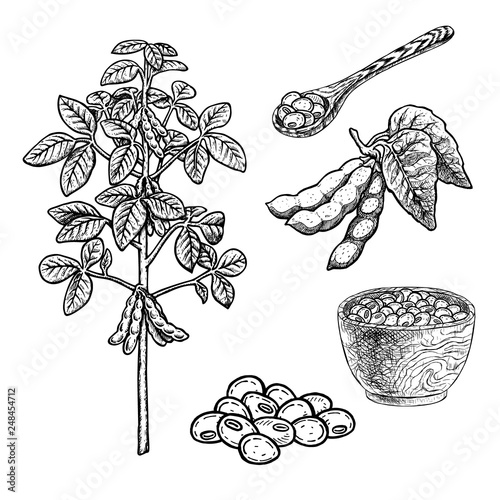 Hand drawn set of soy plant porridge in bowl, spoon and beans. Vintage vector sketch