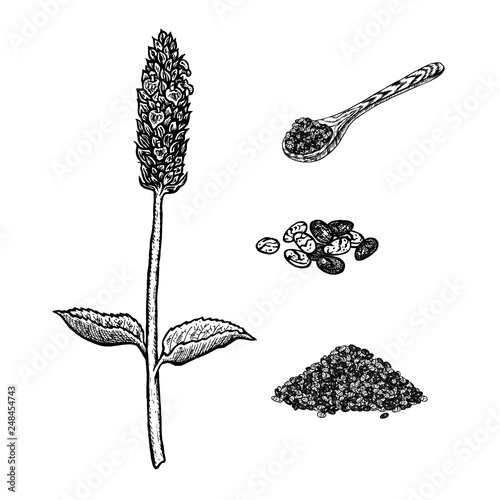 Hand drawn set of chia plant, spoon and seeds. Vintage vector sketch