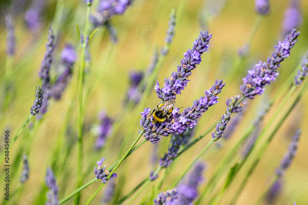 Fototapeta premium A bee on a vibrant lavender flower, with a shallow depth of field