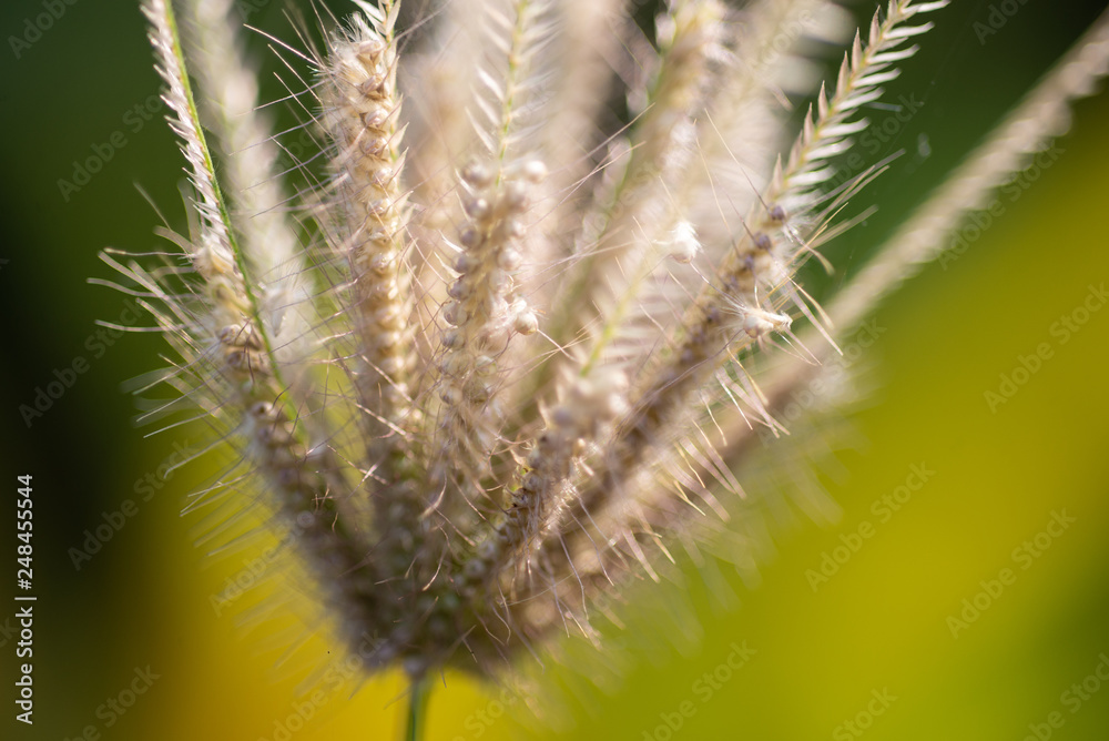 Obraz premium Grass flowers in nature.