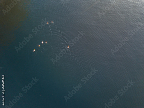 Aerial view of ducks floating on water surface. Morning sunlight with beautiful reflection of sky.