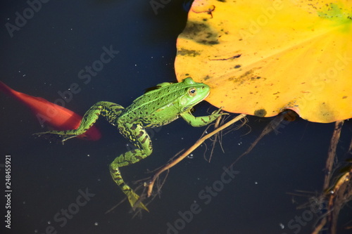 Grüner Frosch schwimmt in einem Teich mit Seerosenblatt und Goldfisch