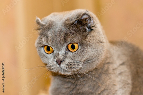 gray cat with big yellow eyes