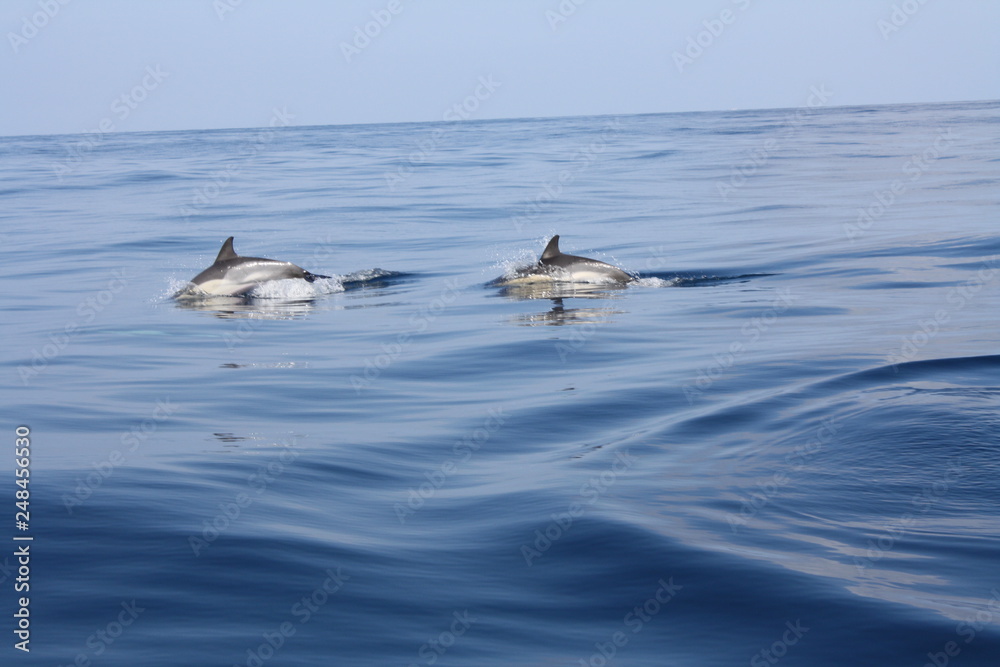 Fototapeta premium Gruppe Delfine 