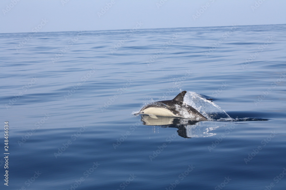 Fototapeta premium Gemeiner Delfin