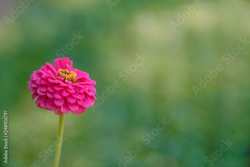 Beautiful pink carnation in the garden