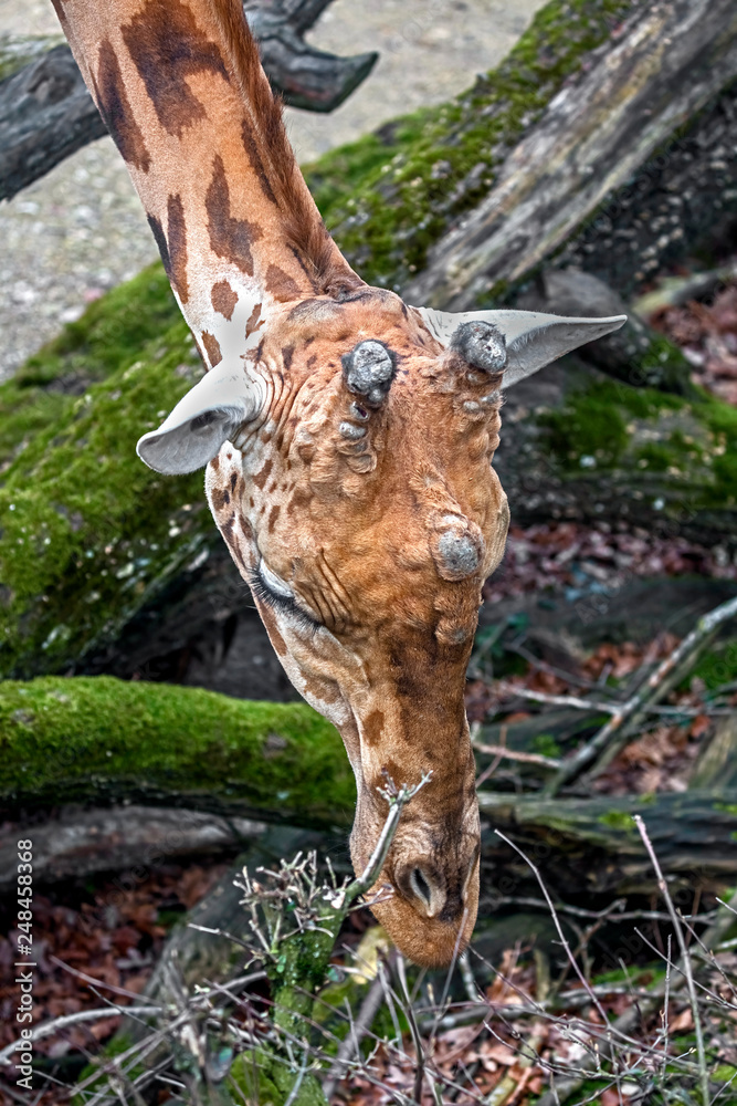 Giraffe`s head. The tallest living terrestrial animal and the largest  ruminant. Latin name - Giraffa camelopardalis Stock Photo | Adobe Stock