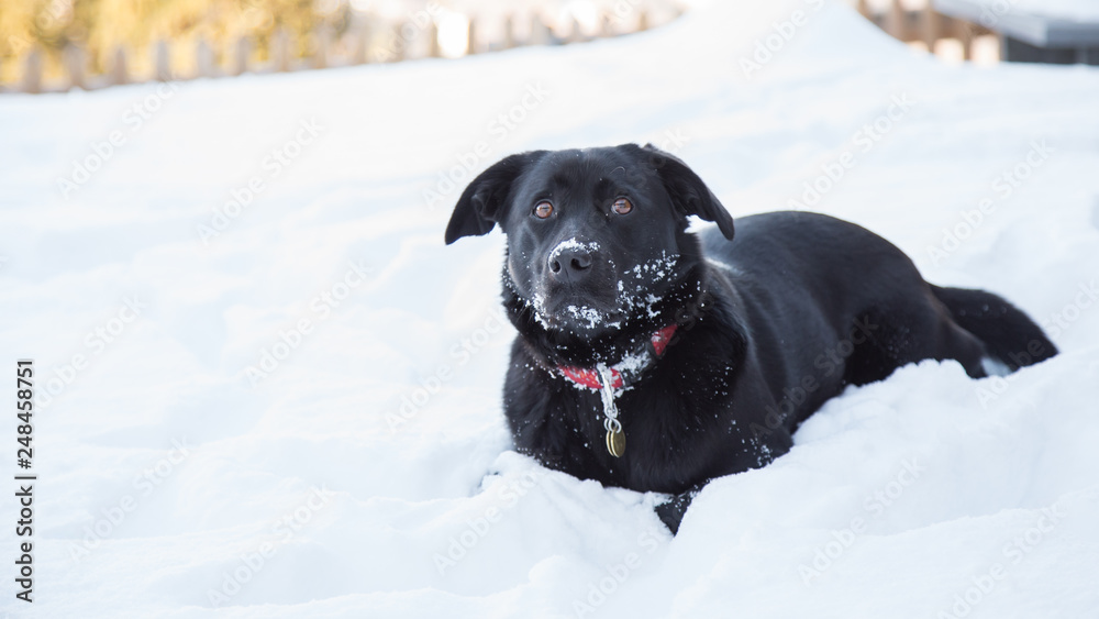 Labrador in the winter mountains
