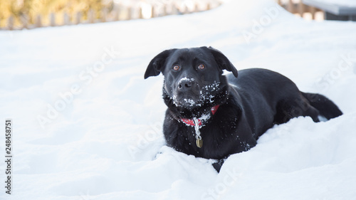 Labrador in the winter mountains